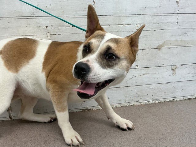 BONNIE - Pit Bull Terrier available for adoption