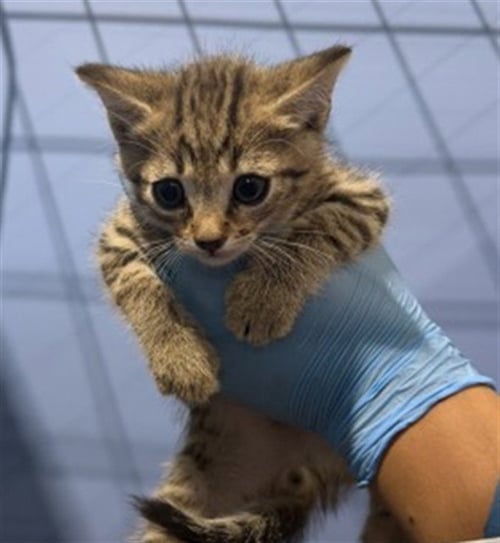 BERNIE - Domestic Short Hair available for adoption