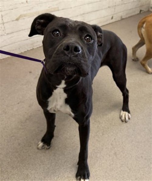 GAIA - Pit Bull Terrier available for adoption