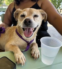 BENTLEY - Photo 1
