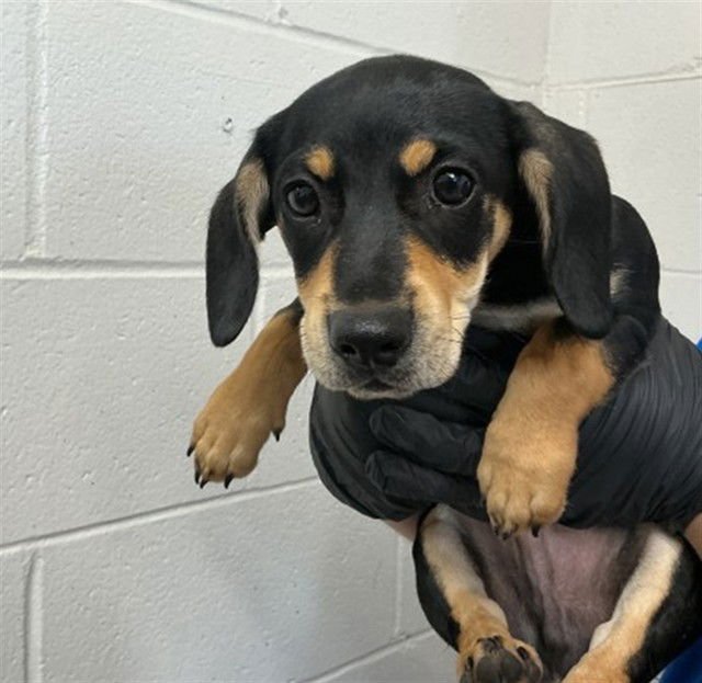 BINGO - Dachshund available for adoption