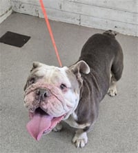 AGNUS - Photo 1