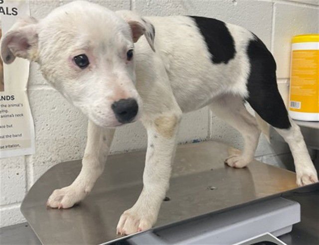 WINTOUR - Border Collie available for adoption