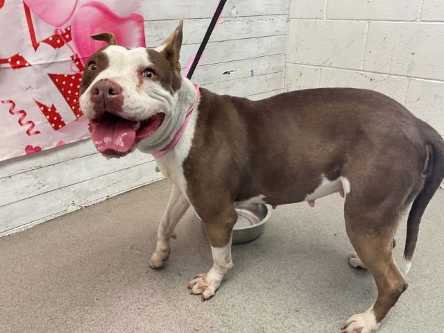 MILKSHAKE - Pit Bull Terrier available for adoption