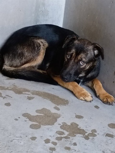JASPER COLE - German Shepherd Dog available for adoption