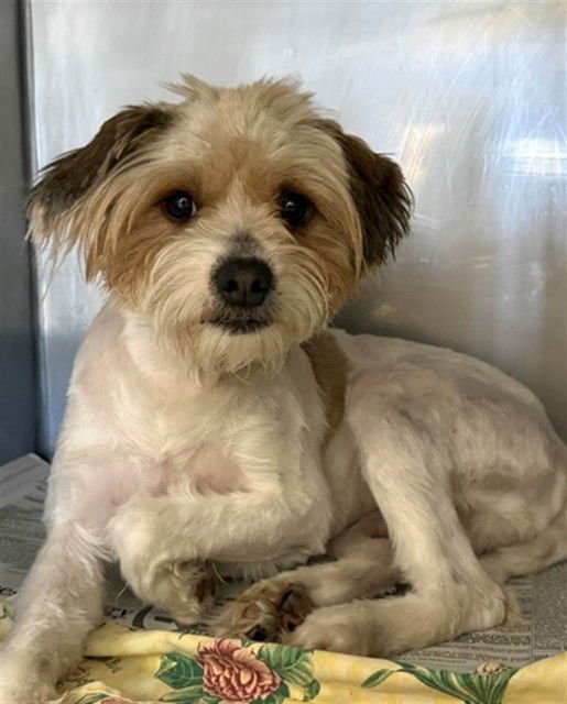 CARTER - Tibetan Terrier available for adoption