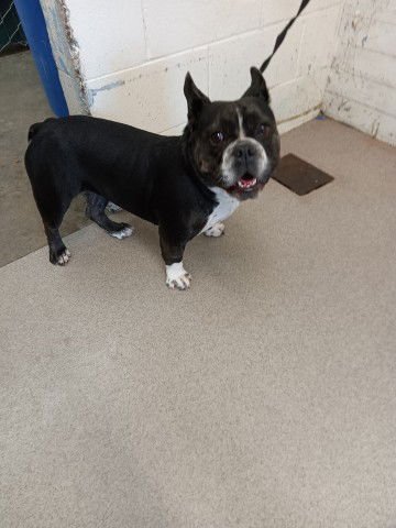 HENRIETTA - Boston Terrier / Bulldog available for adoption