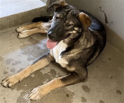 ARES - German Shepherd Dog available for adoption