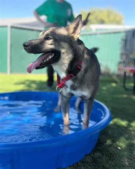 ARES - German Shepherd Dog available for adoption