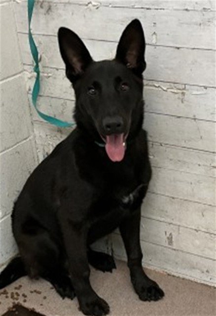 SIR LICKS-A-LOT - German Shepherd Dog available for adoption