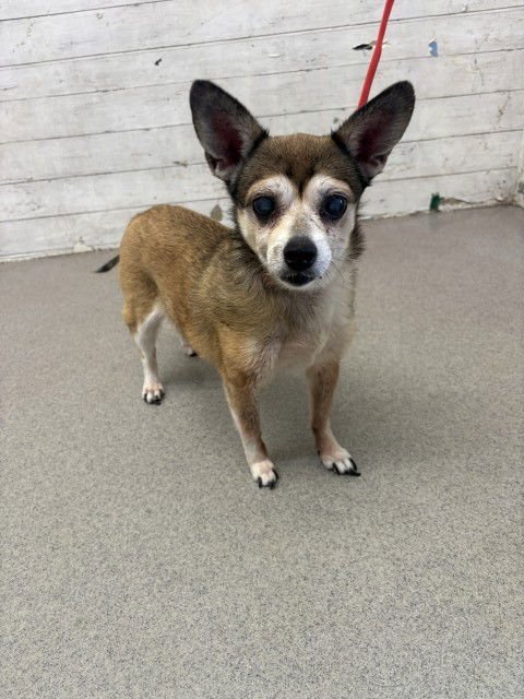 MOUSE - Chihuahua available for adoption