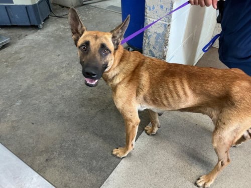 JESS - Belgian Shepherd Malinois available for adoption
