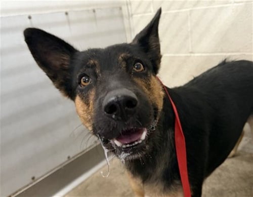 GRACIE - German Shepherd Dog available for adoption
