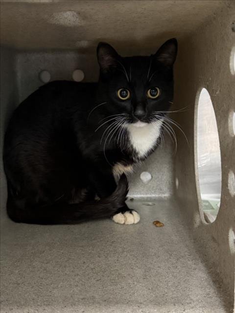 ELIZABETH TAYLOR - Domestic Medium Hair available for adoption