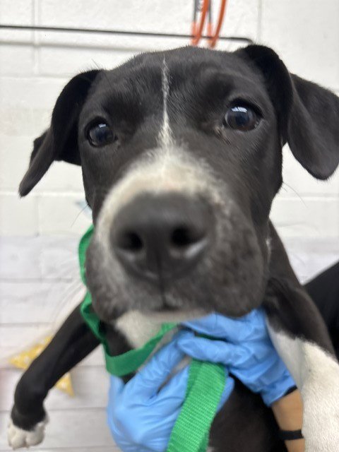 BLUE - Pit Bull Terrier available for adoption