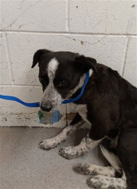 PEACH - Australian Cattle Dog/Blue Heeler available for adoption