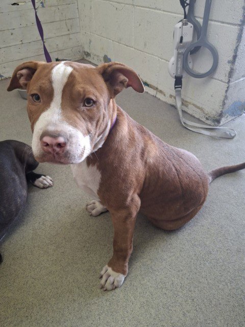 BISCUIT - Pit Bull Terrier available for adoption