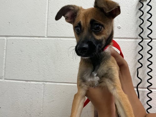 COURAGE - Chihuahua available for adoption