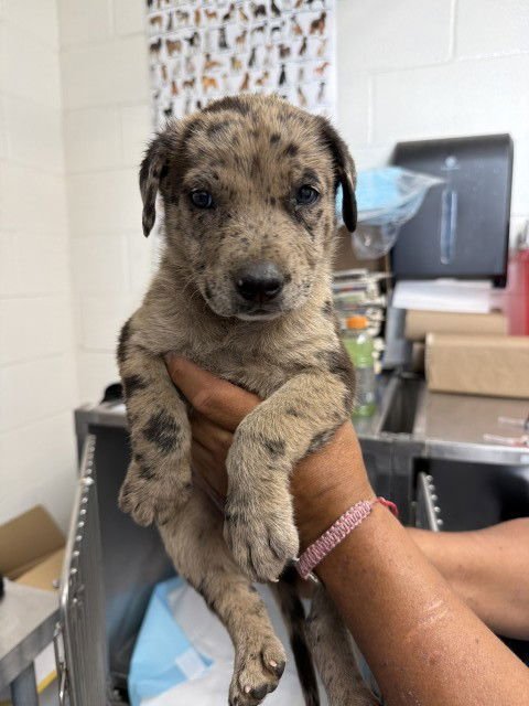 TESSA - Pit Bull Terrier available for adoption