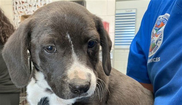 MUSHU - Pit Bull Terrier available for adoption