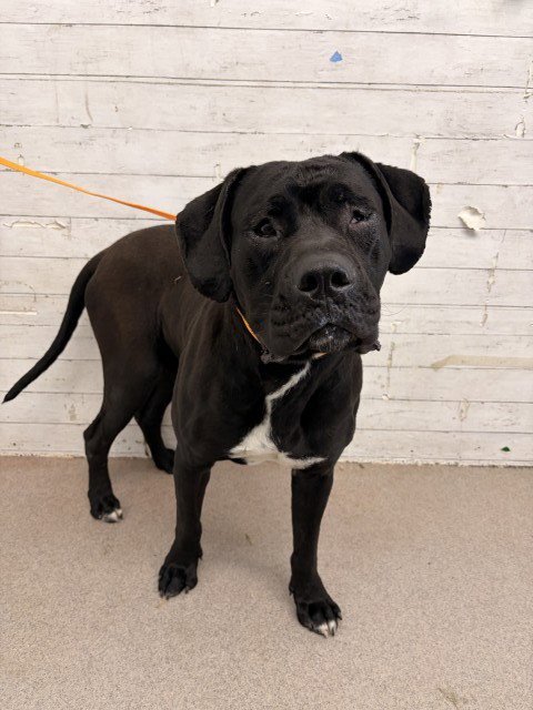 BENTLEY - Cane Corso Mastiff available for adoption
