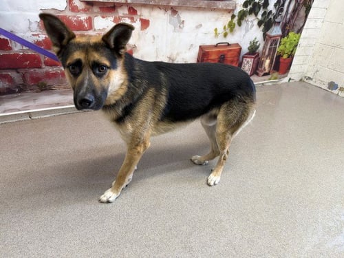 BENNY - German Shepherd Dog available for adoption