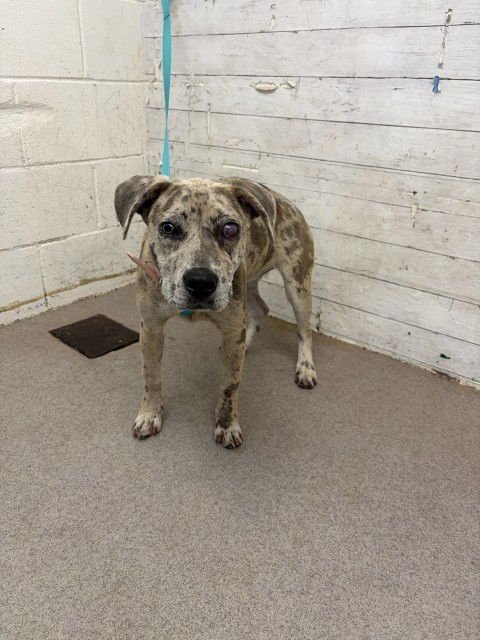 DOVE - Catahoula Leopard Dog available for adoption