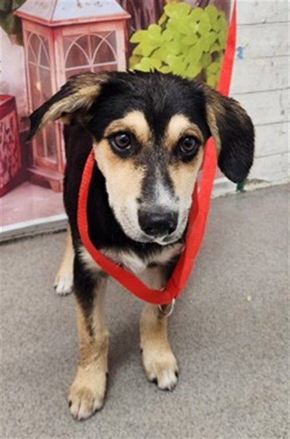 VICKI - German Shepherd Dog available for adoption