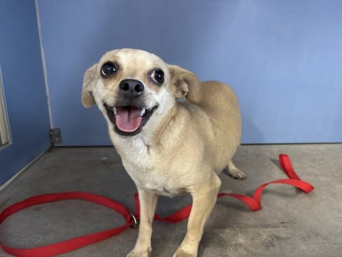A596276 - Chihuahua available for adoption