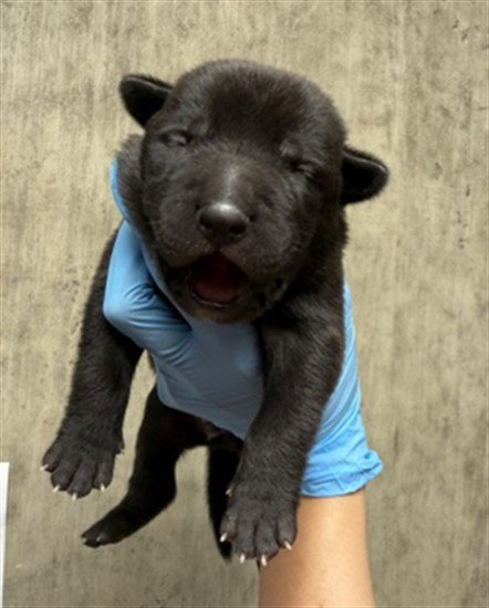A596975 - Pit Bull Terrier available for adoption