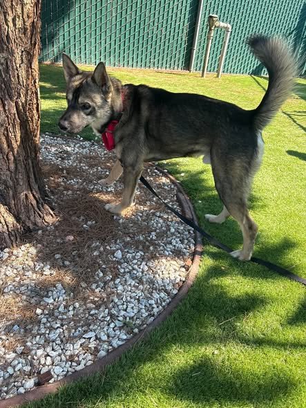 BENNY - German Shepherd Dog available for adoption