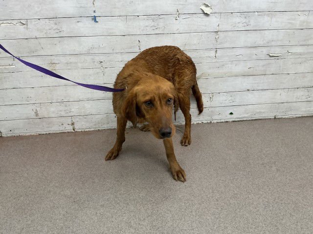 CLAIRE - Golden Retriever available for adoption