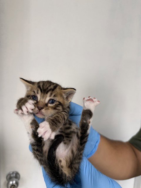 ELIAS - Domestic Short Hair available for adoption