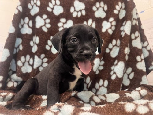 SAGE - Pit Bull Terrier available for adoption