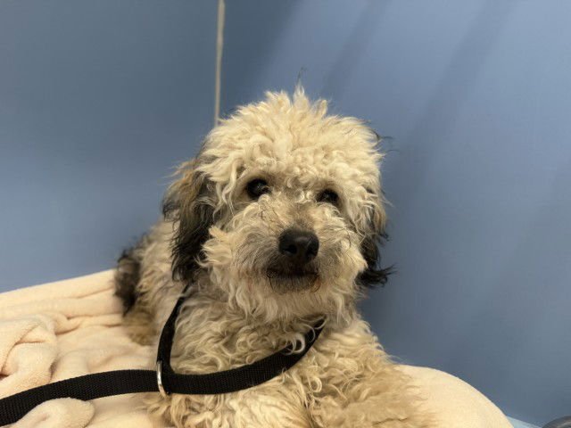 HARRISON - Maltese available for adoption