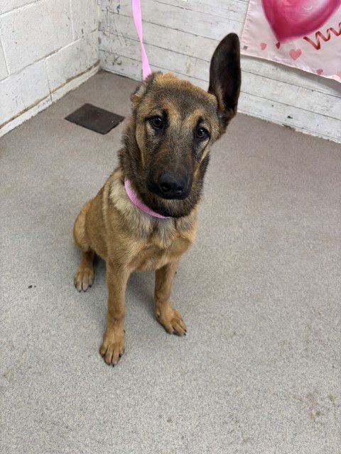 CHEYENNE - German Shepherd Dog available for adoption