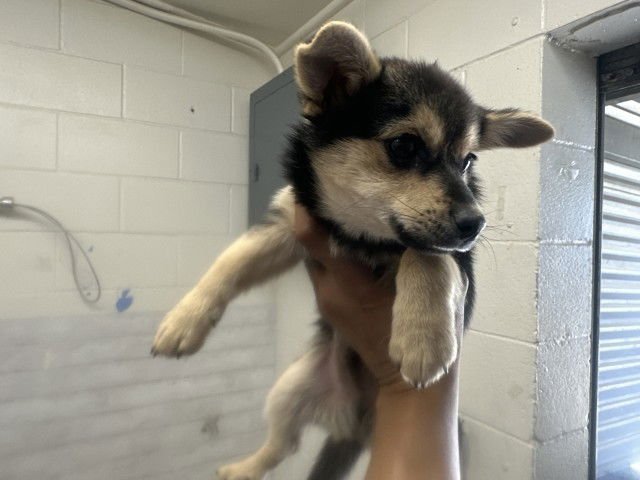 A589070 - German Shepherd Dog available for adoption