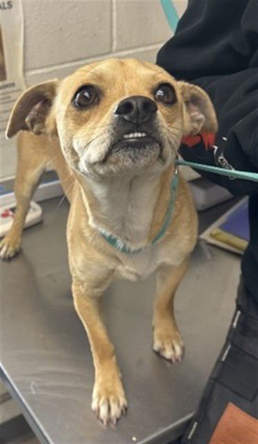 OWEN - Chihuahua available for adoption