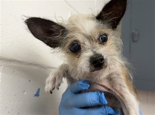 MARSHA - Terrier available for adoption