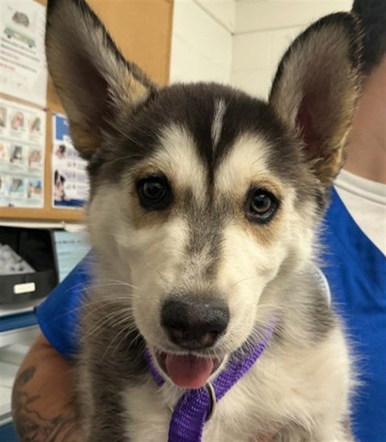 MUNCHKIN - Siberian Husky available for adoption
