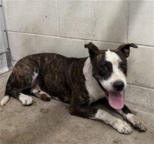 AYLA ROSE - Pit Bull Terrier available for adoption
