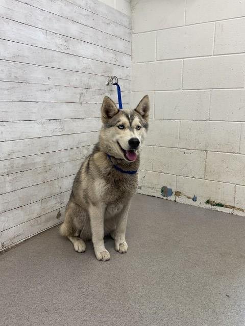 ESTRELLA - Siberian Husky available for adoption