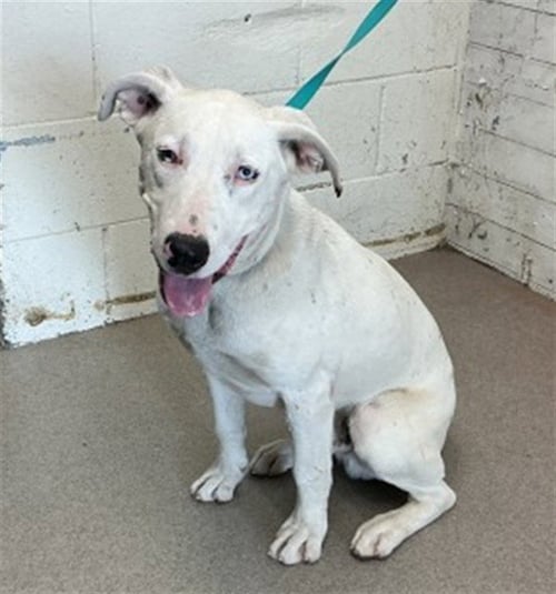 FISHER - Pit Bull Terrier available for adoption