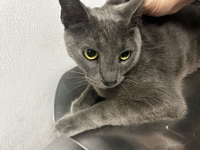 SMOKEY - Domestic Medium Hair available for adoption