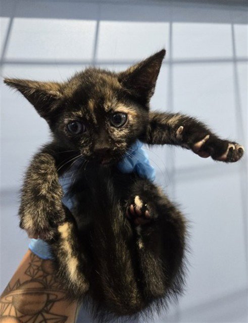 RAVEN - Domestic Short Hair available for adoption