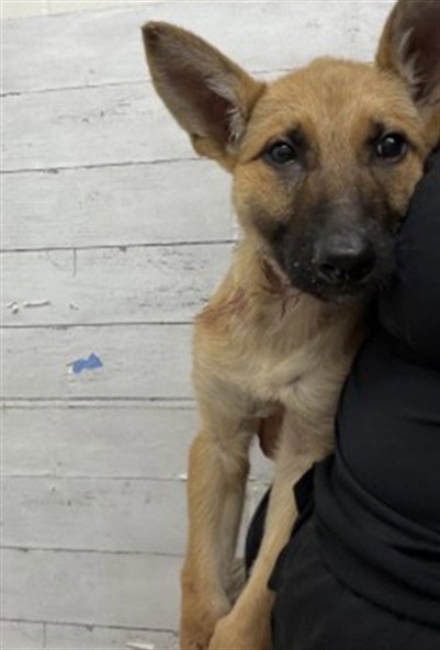 ROVER - German Shepherd Dog available for adoption