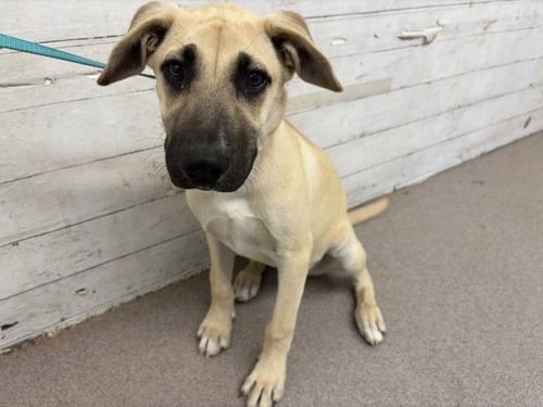 DAISY - Labrador Retriever available for adoption