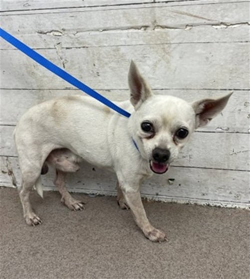 MR. MIME - Chihuahua available for adoption