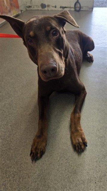 AXEL - Doberman Pinscher available for adoption