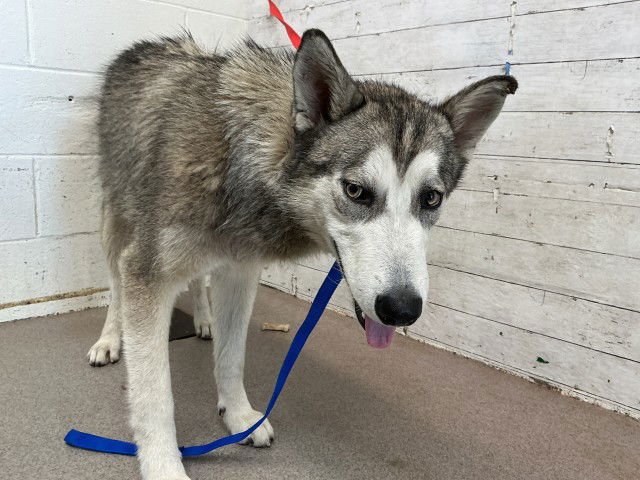 RICKY - Siberian Husky available for adoption